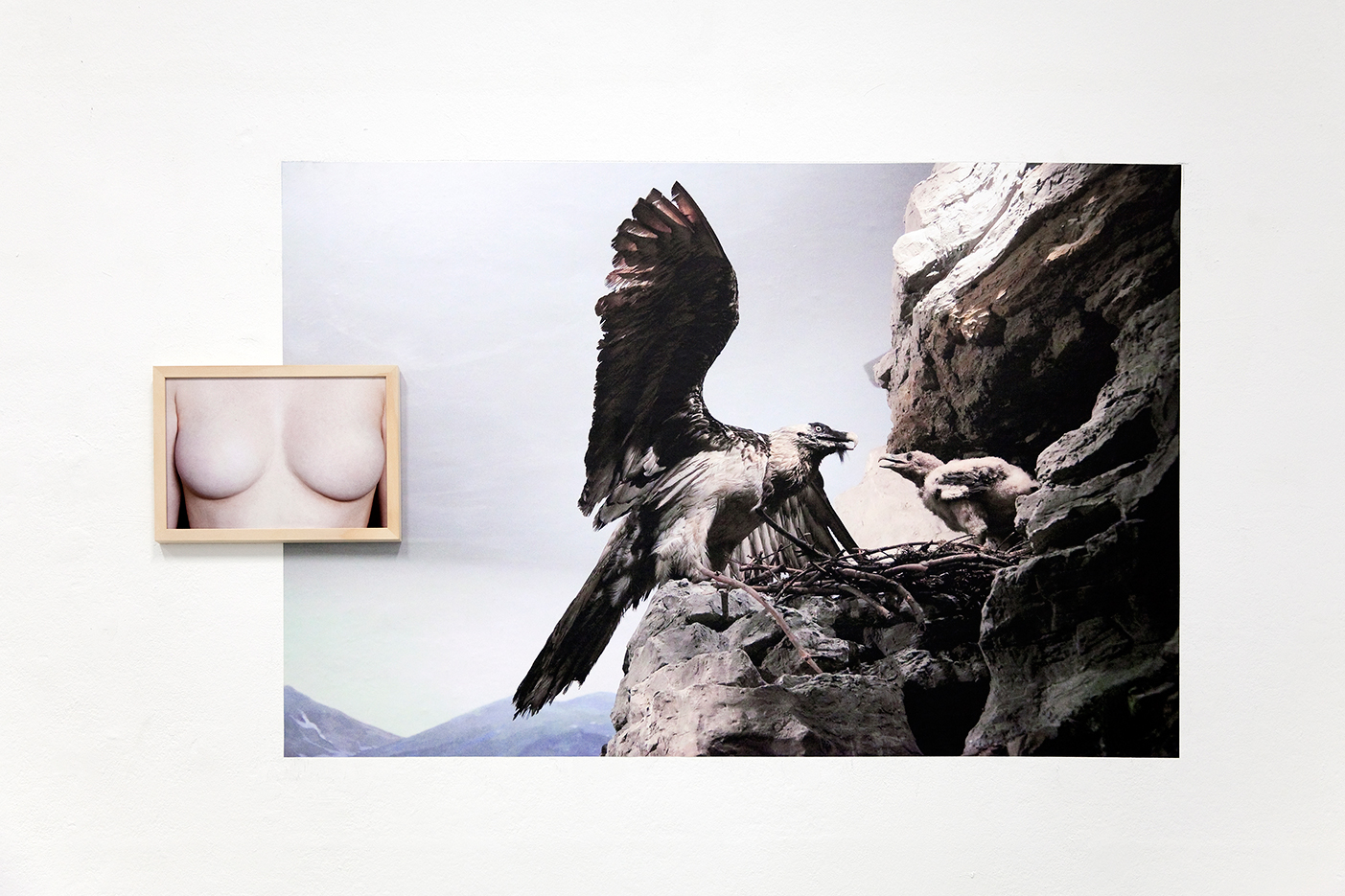 installationview - deatial befangen: a small, framed image of breasts without niplles hangs on top of a pasted large image of a stuffed eagle feeding its stuffed baby in nest on fake rocks and a painted landskape in the background