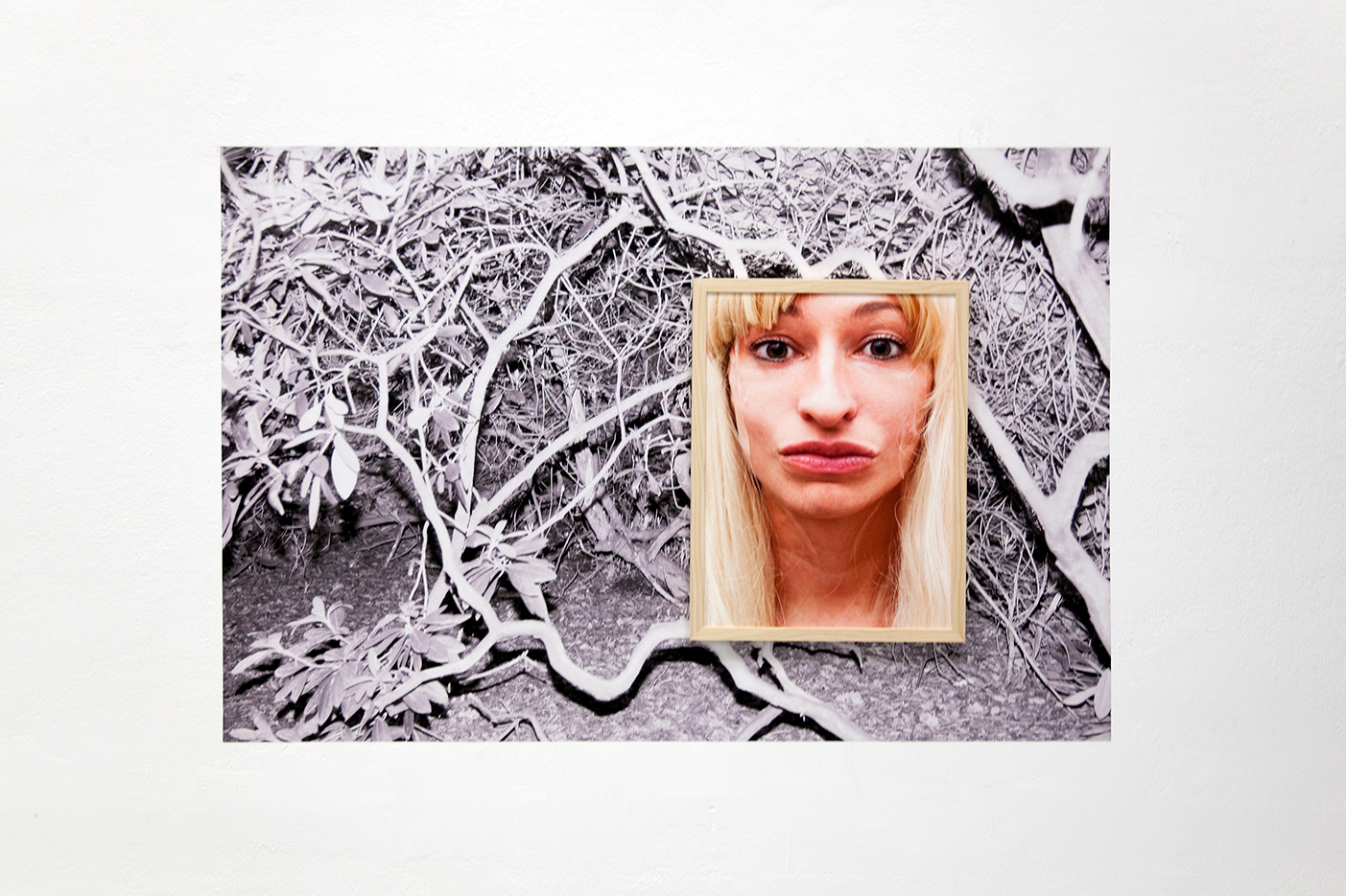 installationview - deatial befangen: a small framed image of a blondes wigged woman who is lifted with tpaes which are hidden under her wig hangy on top aof a larger pasted black an white image of the underwoods of a rhododendron hain